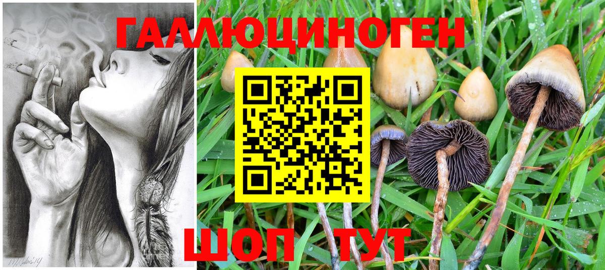 Псилоцибиновые грибы Psilocybe  Вход с VPN  Луховицы 